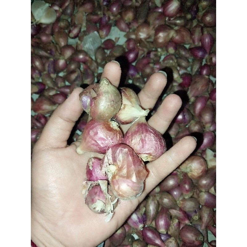 brambang merah