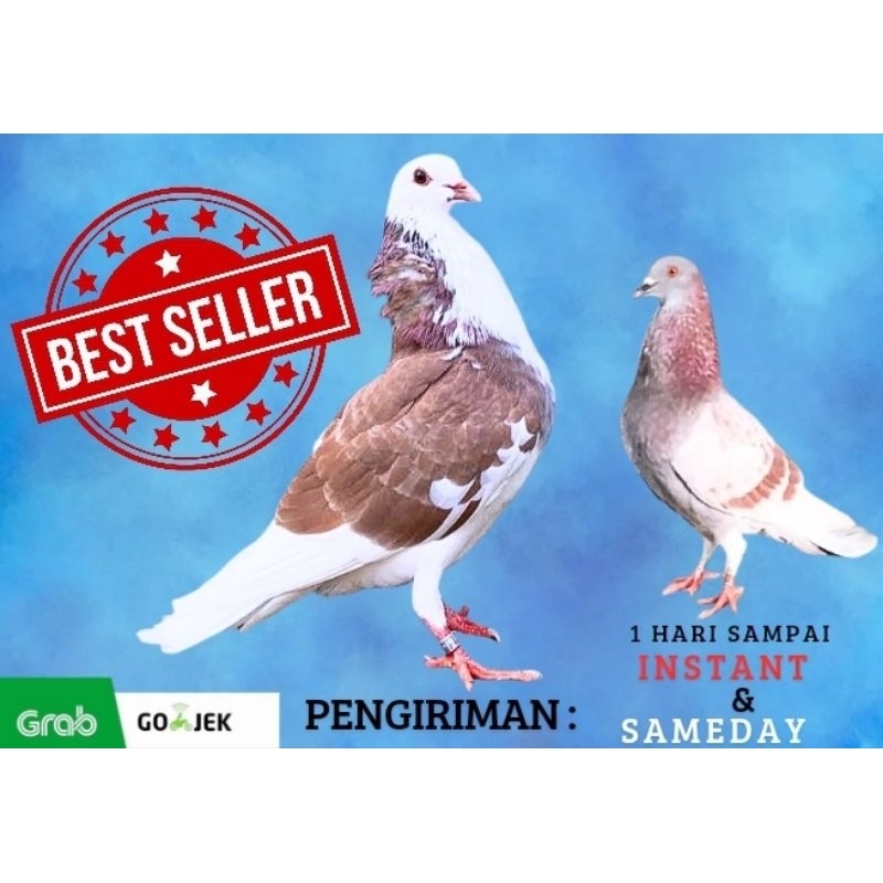 Burung Merpati Kolongan Batangan prosfek