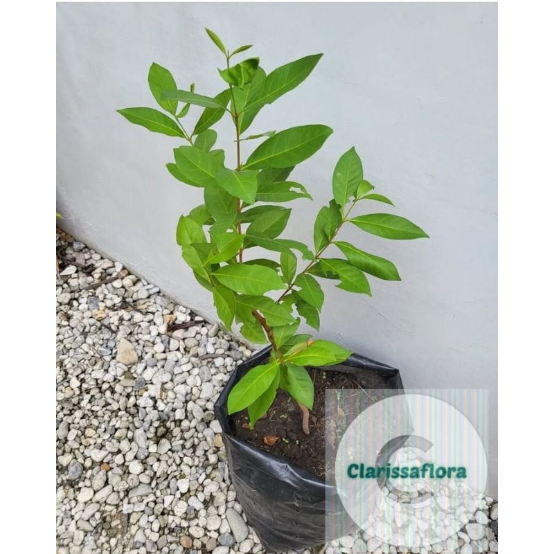 Pohon salam bercabang tinggi ± 70-80 cm / tanaman pohon salam Tinggi