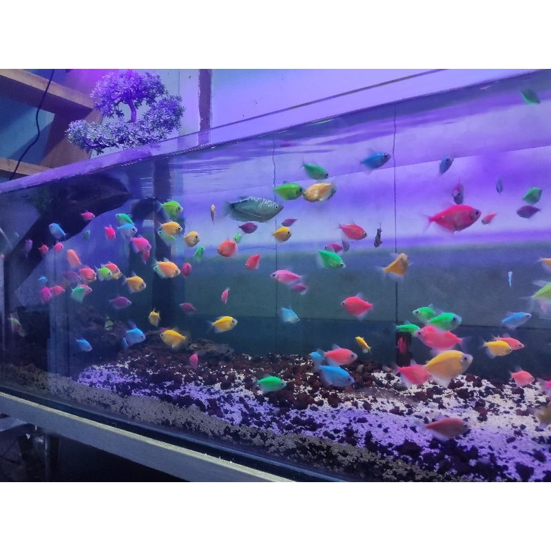 IKAN WARNA WARNI IKAN GLOW IKAN FISHT