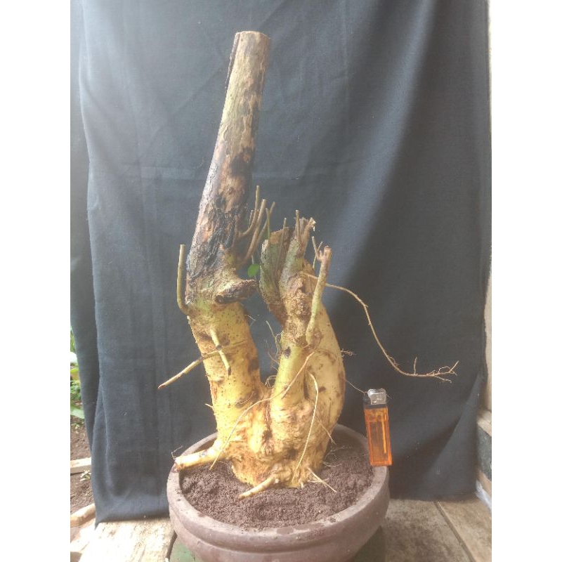 bahan bonsai serut dongkelan berkarakter tua