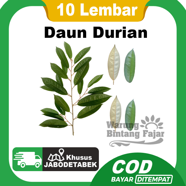 

Daun Durian Segar Per 10 Lembar