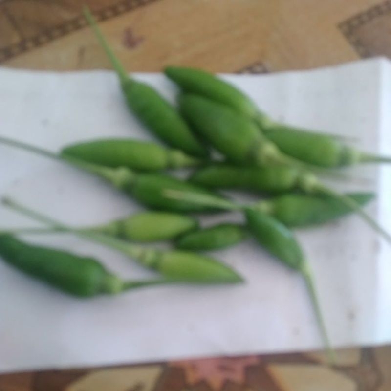 

biji cabe ijo anti virus
