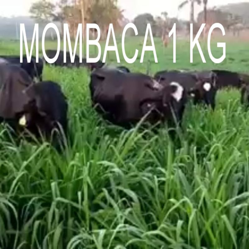 1 KG Bibit Pakan Ternak Mombaca F1 Super Ghine