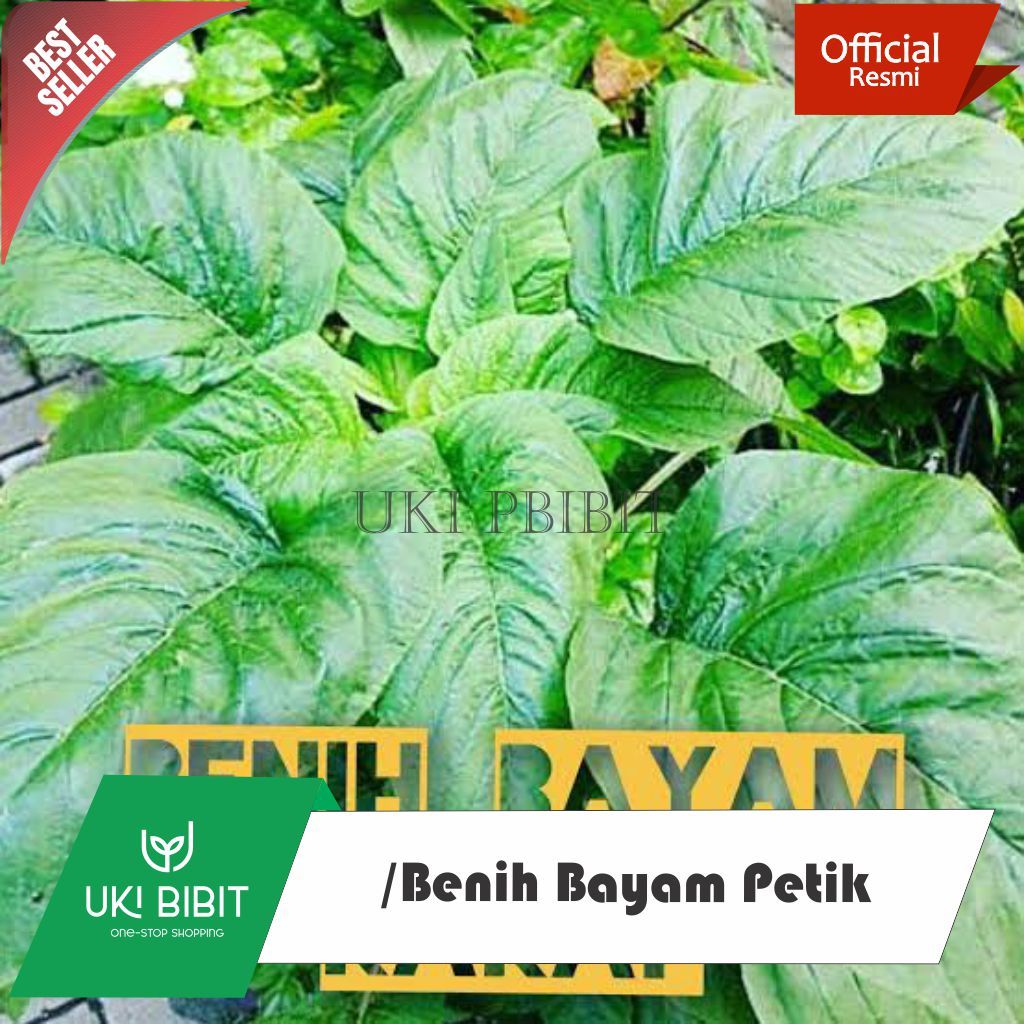 ( 10 Gram ) Benih Biji Bayam Petik Bayam Raja Bayam Kakap Bayam Daun Lebar Keripik Bayam