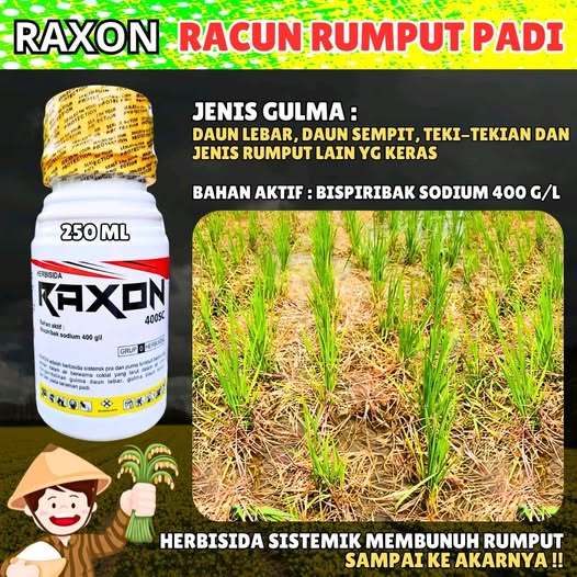 RAXON-RACUN RUMPUT PADI-HERBISIDA Sistemik Padi Raxon