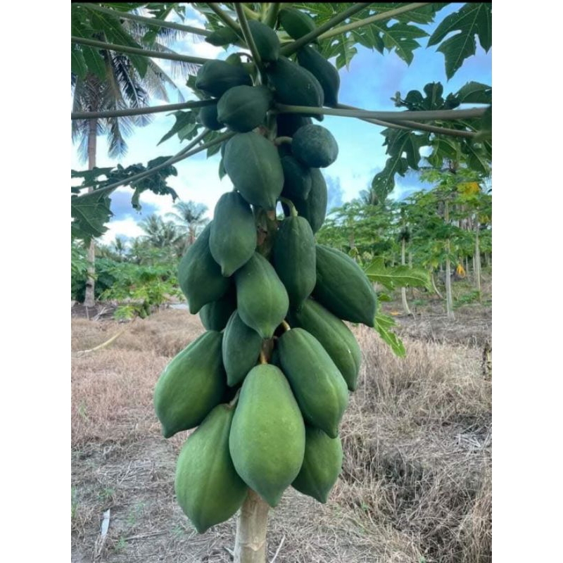 

(PROMO LANGSUNG PETANI) PEPAYA MUDA 1 BUAH {PESAN LANGSUNG PETIK DIJAMIN SEGAR}