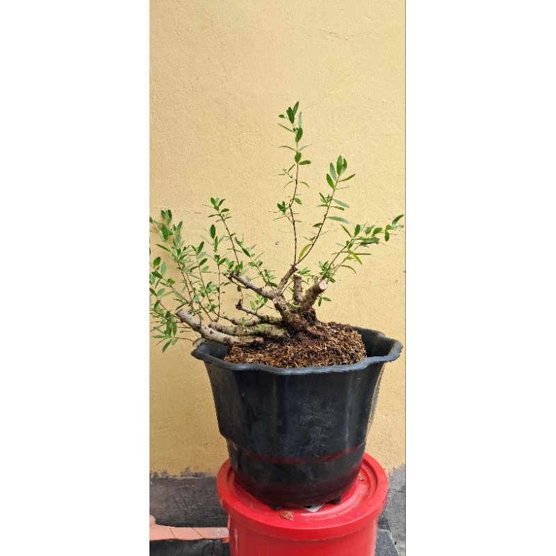 bahan bonsai santigi dongkelan