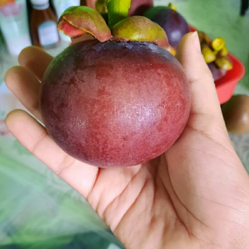 

Manggis / Buah Manggis / Manggih