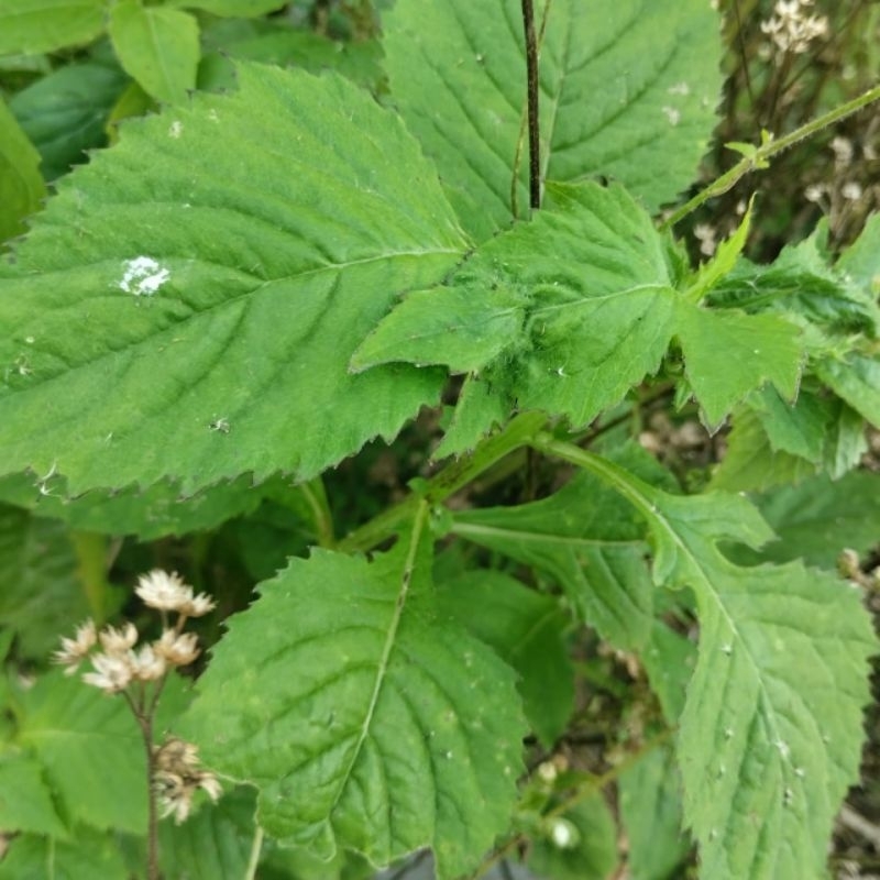 

Daun sintrong | Daun ejle segar 500 gram