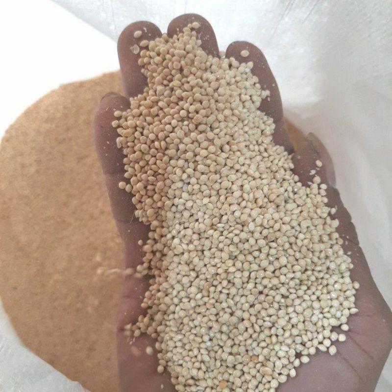 MILET PUTIH PAKAN BURUNG MILET PUTIH VITA