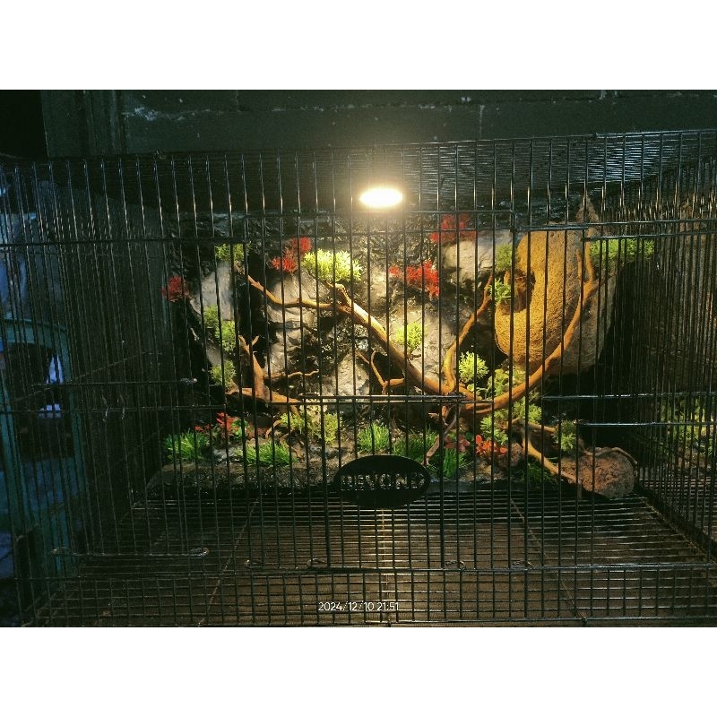 mini aviary. 60x40x40