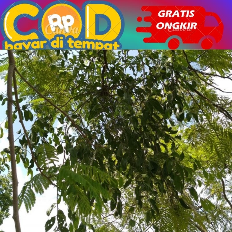 

benalu pohon petai Pete segar dipetik saat di pesan 1kg