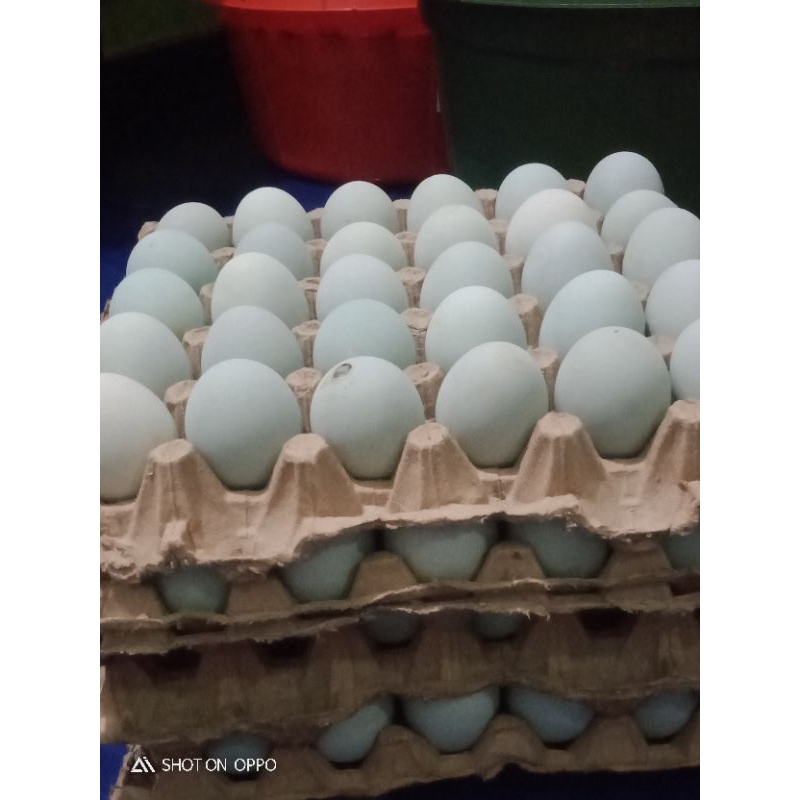 

telur asin masir