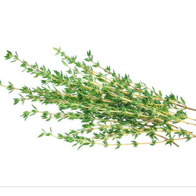 

(Sayur Segar Semarang) daun thyme, Rosemary Segar