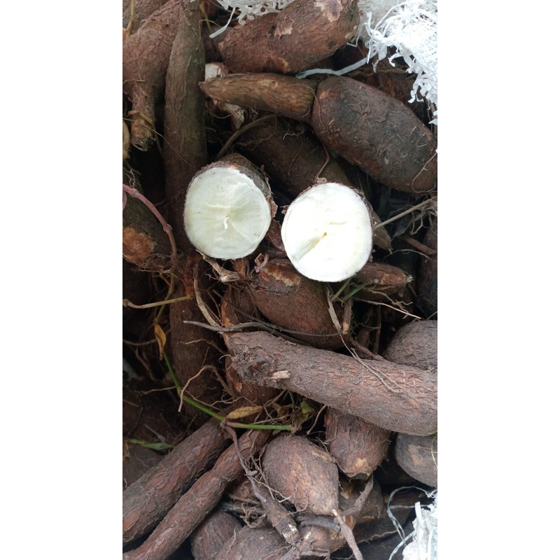 

Singkong Kuning Mentega 1Kg