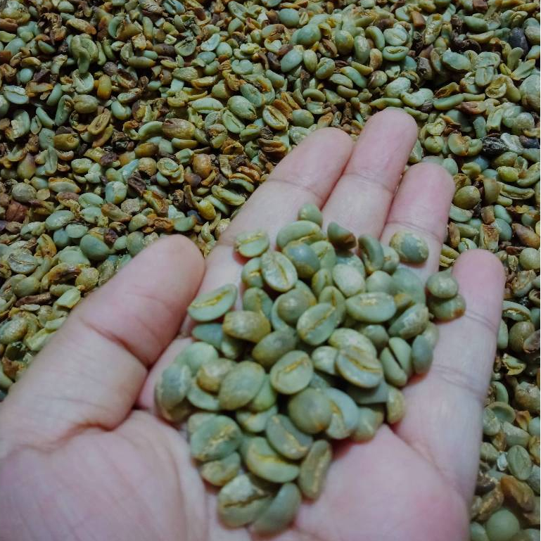 

Arabika Toraja Kalosi Specialty 5 KG