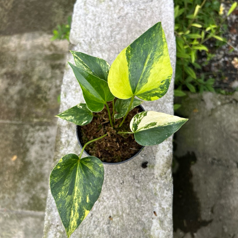 anthurium brownii variegata l anthurium corong variegata