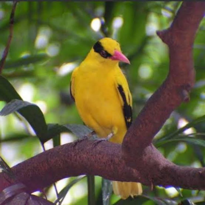 KEPODANG EMAS SUMATRA / JAWA JANTAN RAWATAN