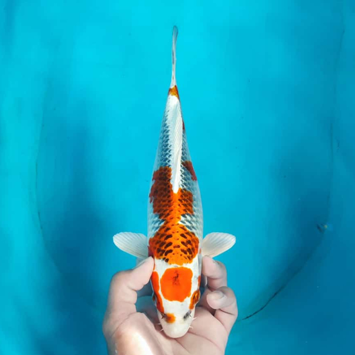 Maruten Kujaku Koi High Quality