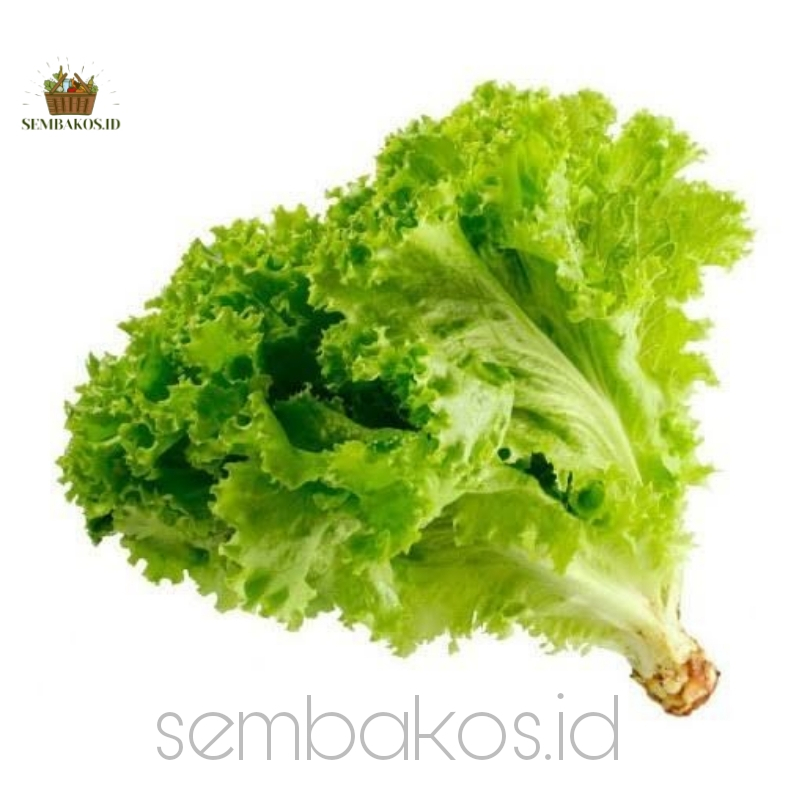 

INSTAN- Selada Segar per ikat | Lettuce | selada Kerting