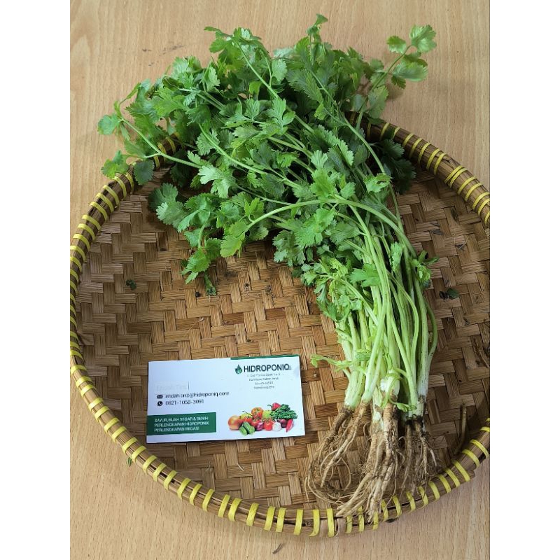

Ketumbar/Coriander Benih 10gr