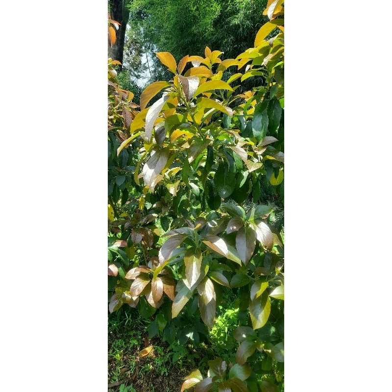 Entres Alpukat RED VIETNAM (VALID)