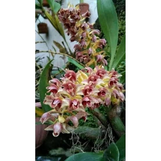 Anggrek eria mawar spesies wangi | anggrek spesies