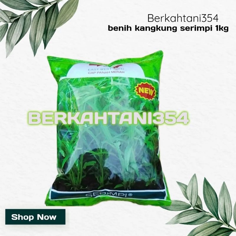 Benih kangkung serimpi 1kg Bibit kangkung daun sempit Serimpi 1kg