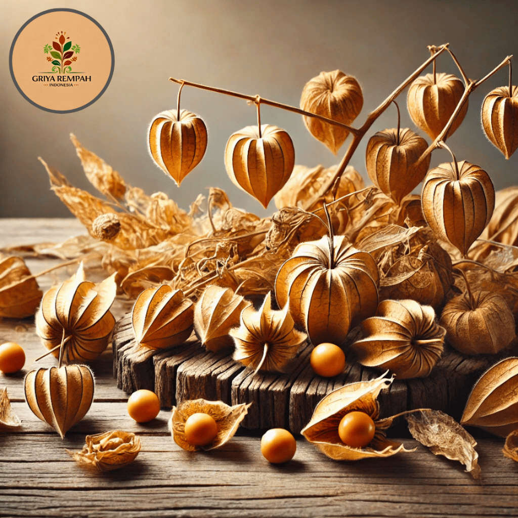 

CIPLUKAN KERING 500 GRAM Alami – Ceplukan Ramuan Rempah Herbal Premium untuk Kesehatan Tubuh Jamu Tradisional Simplisia Physalis angulata