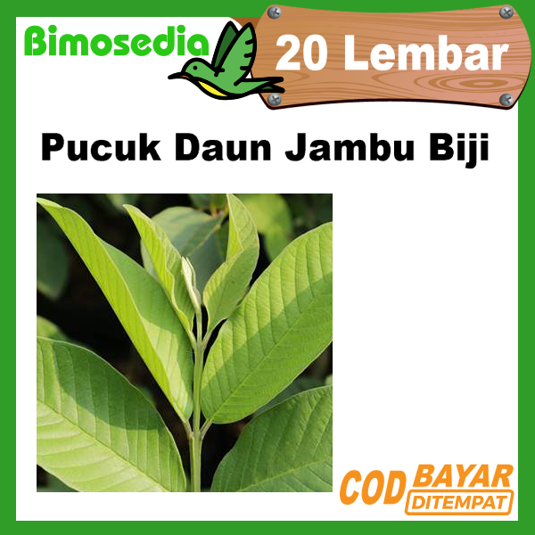 

Pucuk Daun Jambu Biji 20 Lembar
