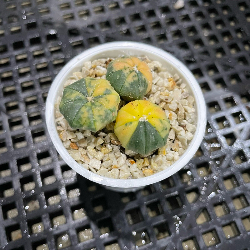 Paketan Astrophytum Asterias variegata 3pcs