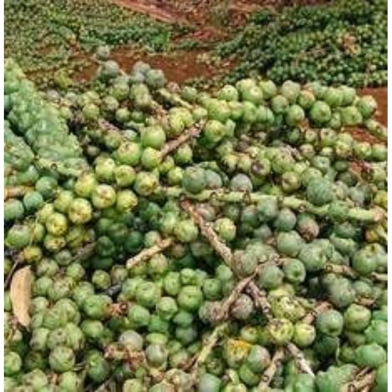 

kolang kaleng