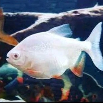

PACU ALBINO - KADO HIASAN AQUARIUM UKURAN 2 JARI UP