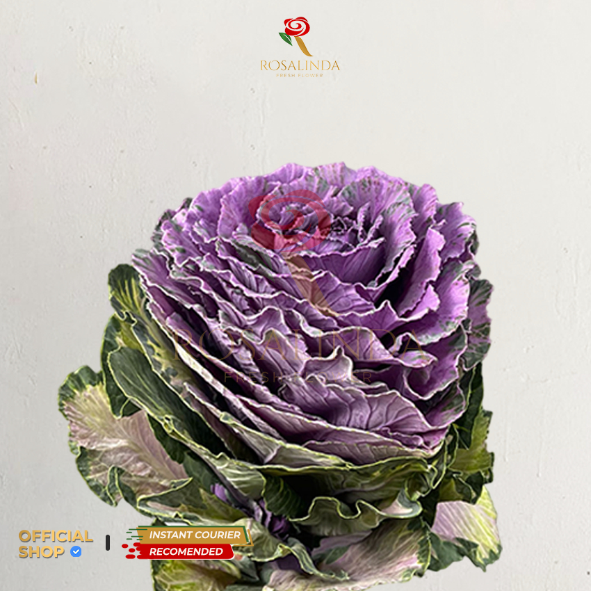 Bunga Import Brassica Ungu / Kembang Kol / Bunga Potong Segar / Bunga Fresh