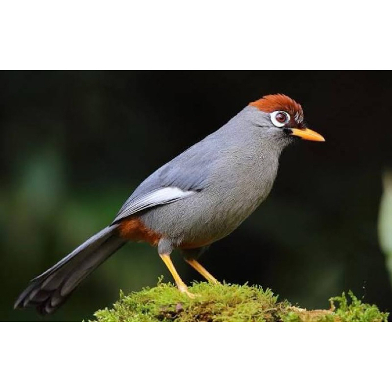 POKSAY MANDARIN PILIHAN JANTAN RAWATAN