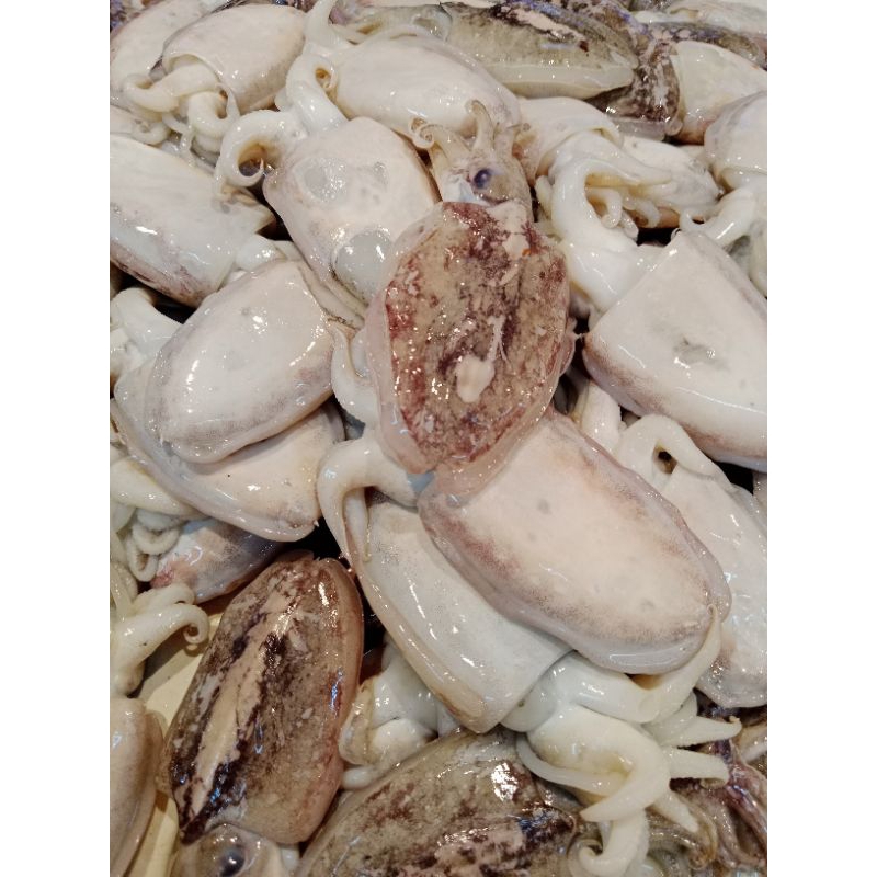 

balakutak cumi sotong 500gr mang sayur