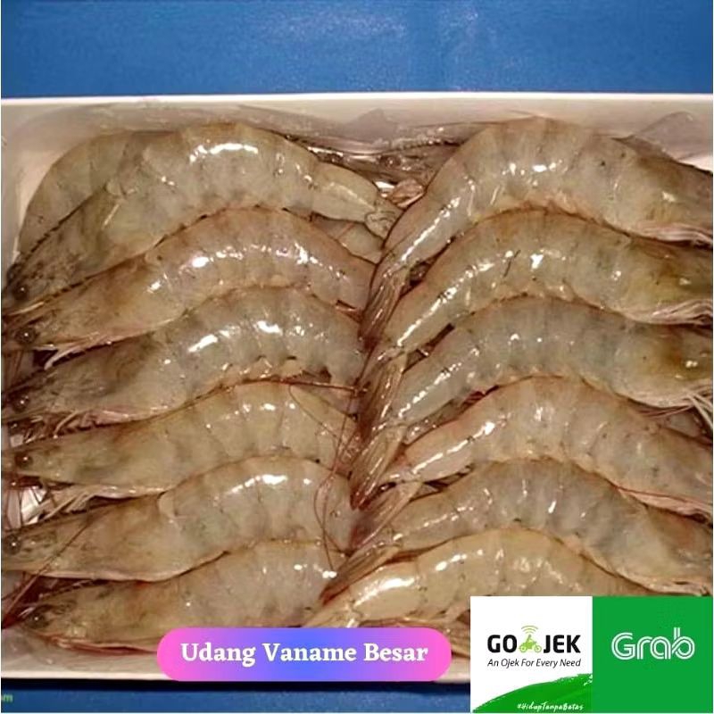 

UDANG VENAME BESAR