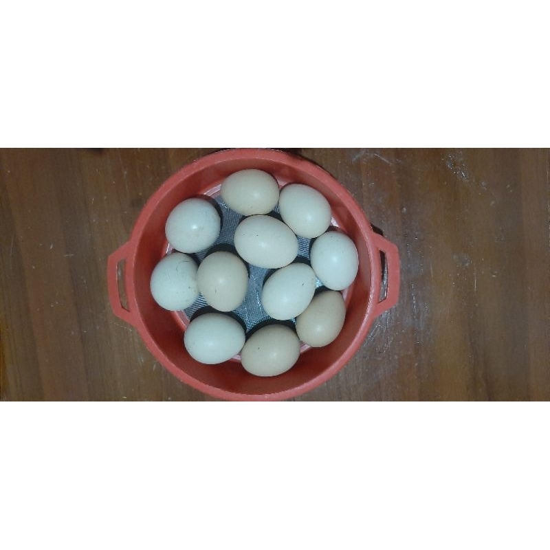 

Telur ayam kampung asli