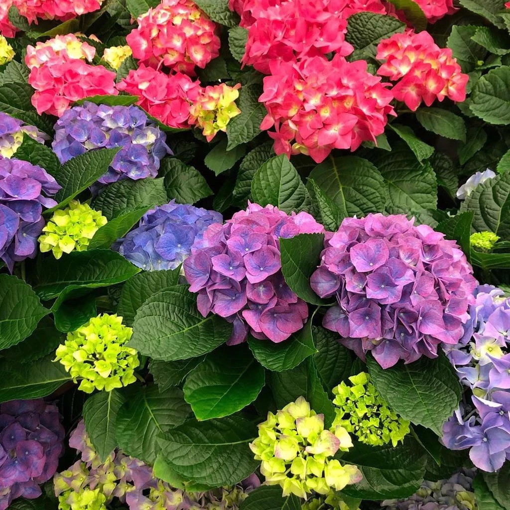 Bibit Tanaman Hidup Bunga Pancawarna Siap Berbunga - Bibit Tanaman Bunga Hortensia - Bibit Tanaman B