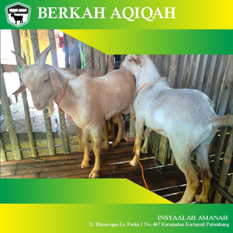 aqiqah kambing hidup