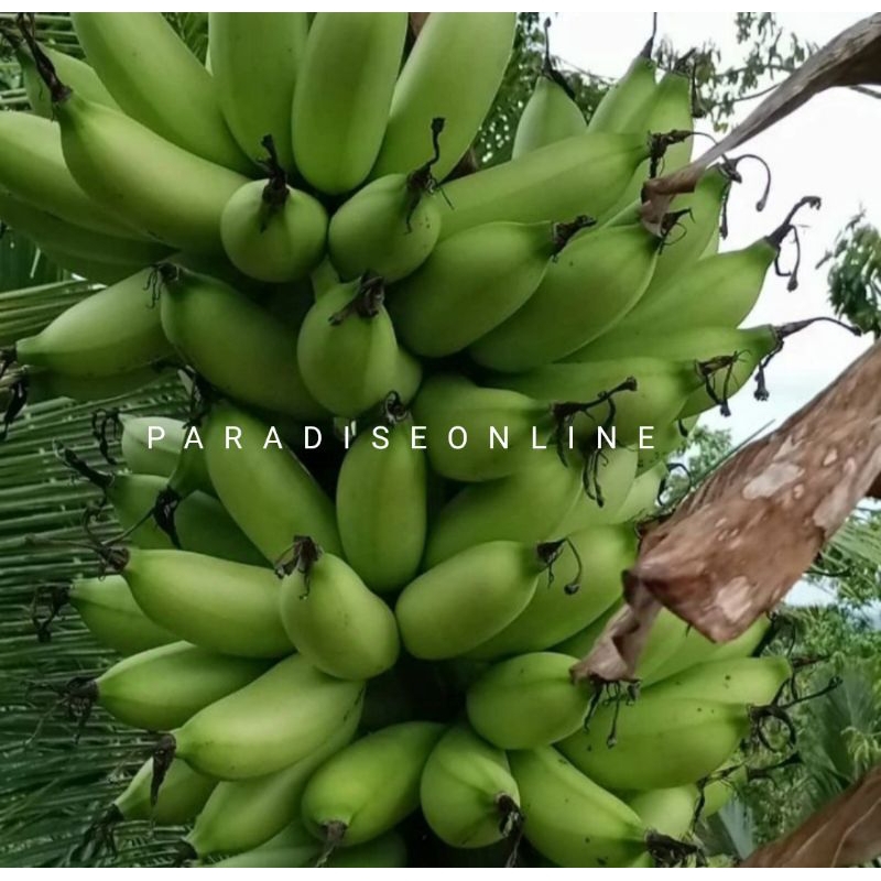 

pisang emas/pisang limpung 1kg