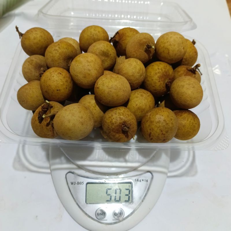 

kelengkeng bangkok grade gold