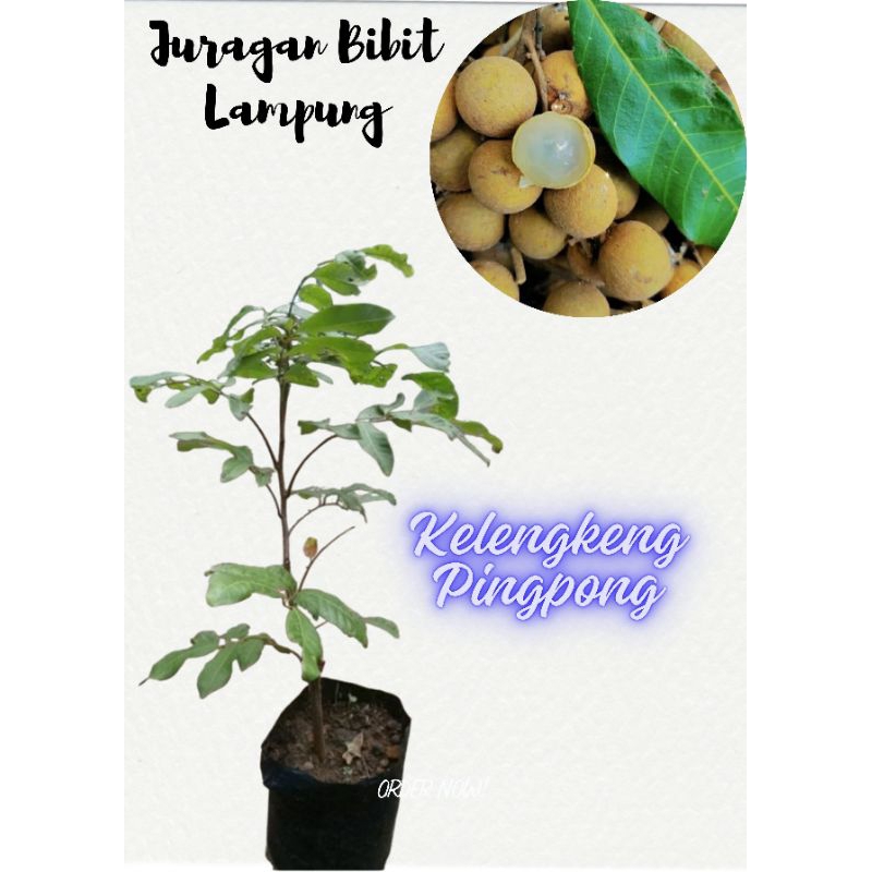 Bibit Kelengkeng Pingpong Hasil Okulasi