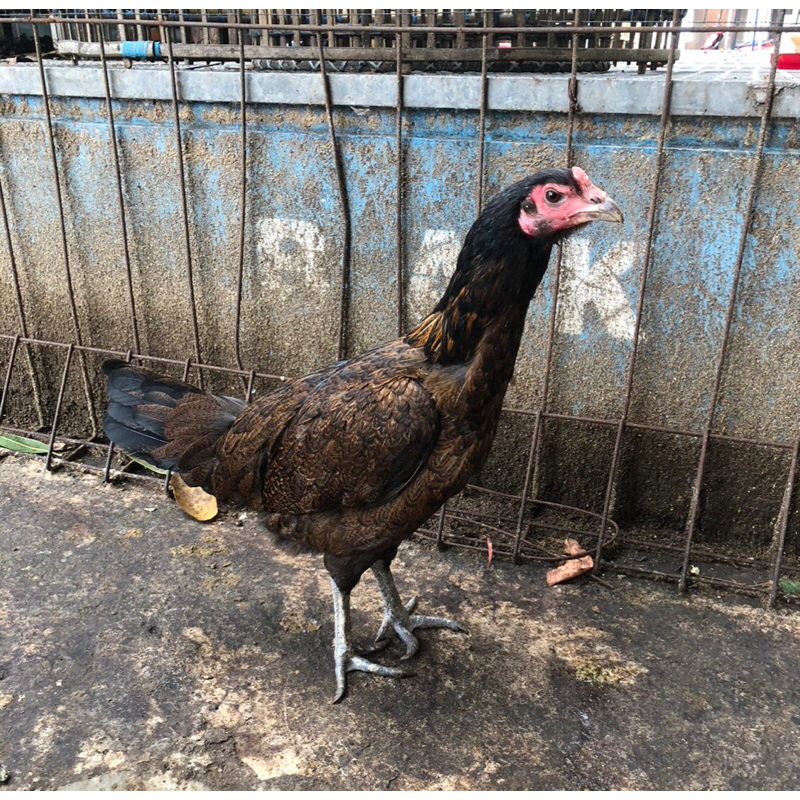 Indukan ayam jenis mangon