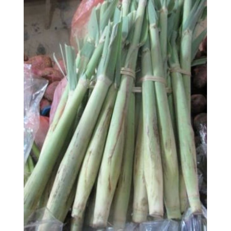 

SACCHARUM EDULE/TELUR TEBU/TERUBUK