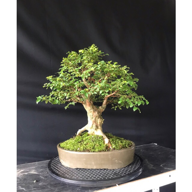 Bonsai Sakura bunga Putih / White Crape Myrtle