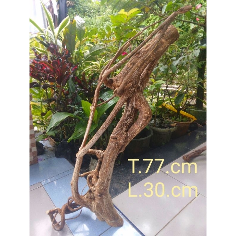 akar oyot mimang alami.koleksi talak bala