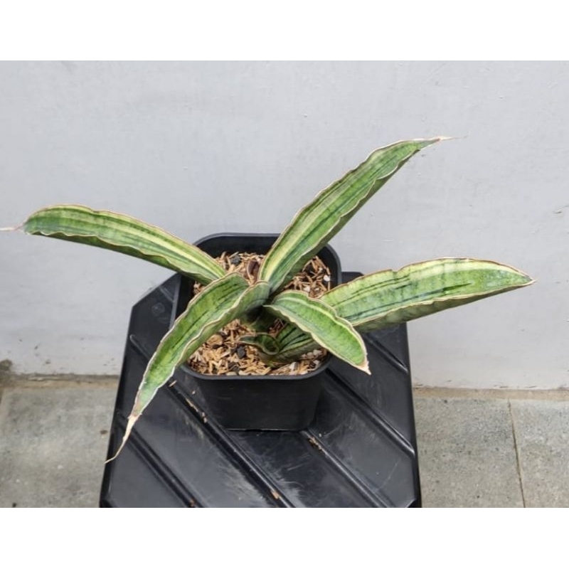 sansevieria "malawi bat"  varigata