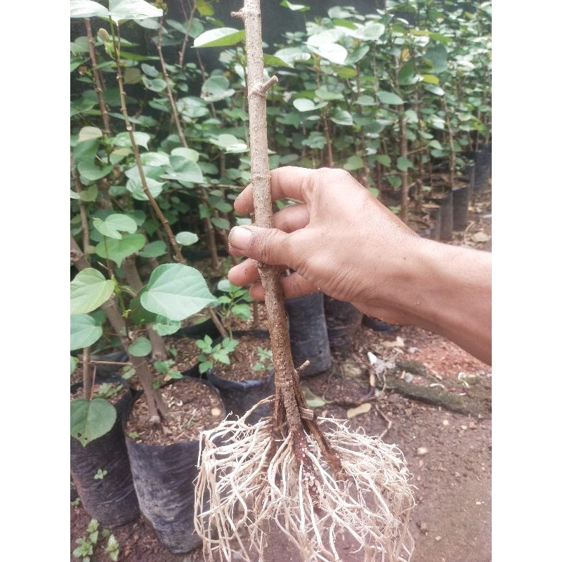 bibit waru taiwan pecah batang